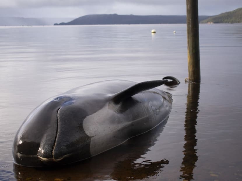 A pilot whale, one of at least 380 stranded that have died, is seen washed up in Macquarie Harbour on Tasmania's west coast on Sept 24, 2020.