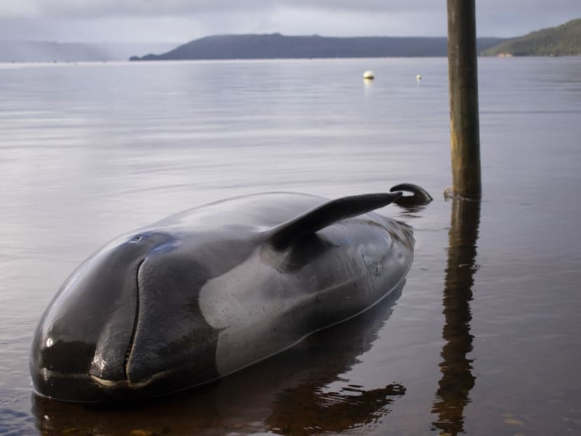 A pilot whale, one of at least 380 stranded that have died, is seen washed up in Macquarie Harbour on Tasmania's west coast on Sept 24, 2020. A pilot whale, one of at least 380 stranded that have died, is seen washed up in Macquarie Harbour on Tasmania's west coast on Sept 24, 2020.