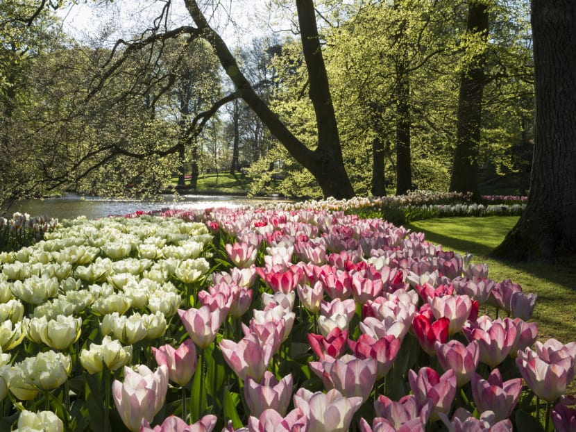 Amsterdam in full bloom