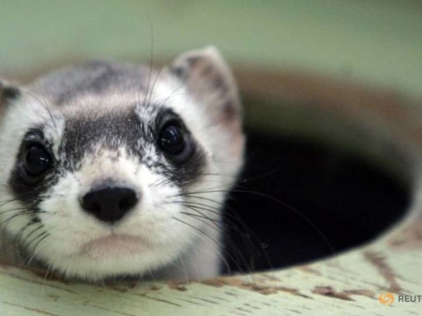 The first cloned ferret spurs hope for endangered US species The first cloned ferret spurs hope for endangered US species