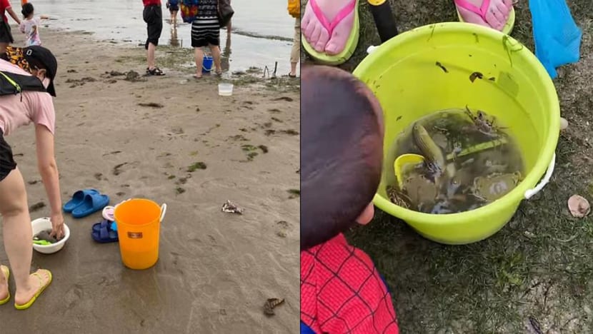 Singapore marine life enthusiasts ‘horrified’ over beach goers digging up sea creatures Singapore marine life enthusiasts ‘horrified’ over beach goers digging up sea creatures