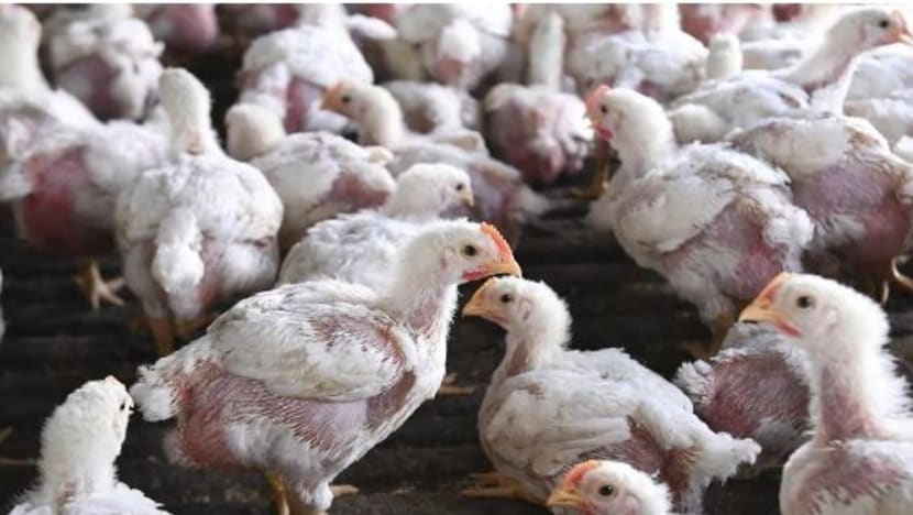 50,000 ayam dihapus akibat wabak selesema burung