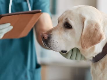 A stock photo of a veterinarian examining a white labrador dog at a clinic. 