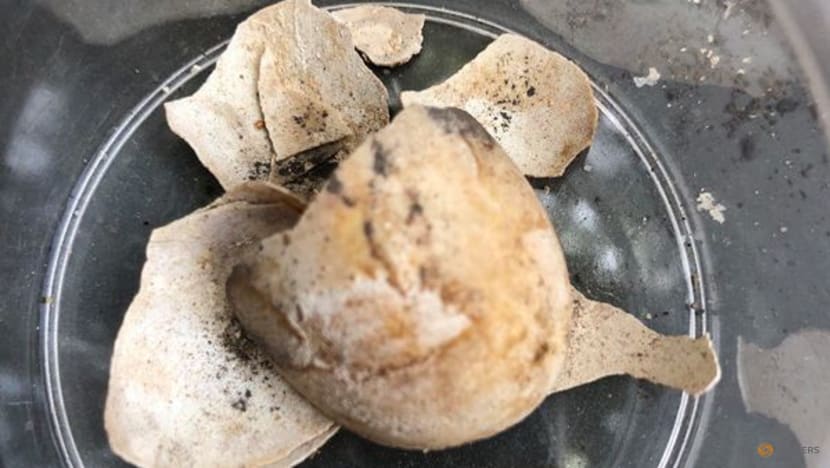 Tortoise and its egg found in latest Pompeii discovery Tortoise and its egg found in latest Pompeii discovery