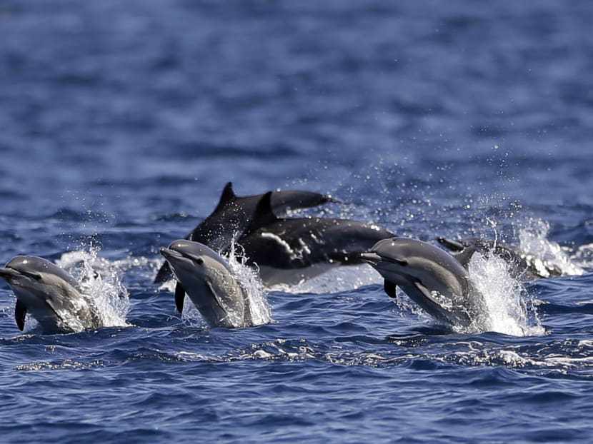 So long and thanks for all the fish? A Swedish company hopes to decipher what dolphins are really saying. AP file photo