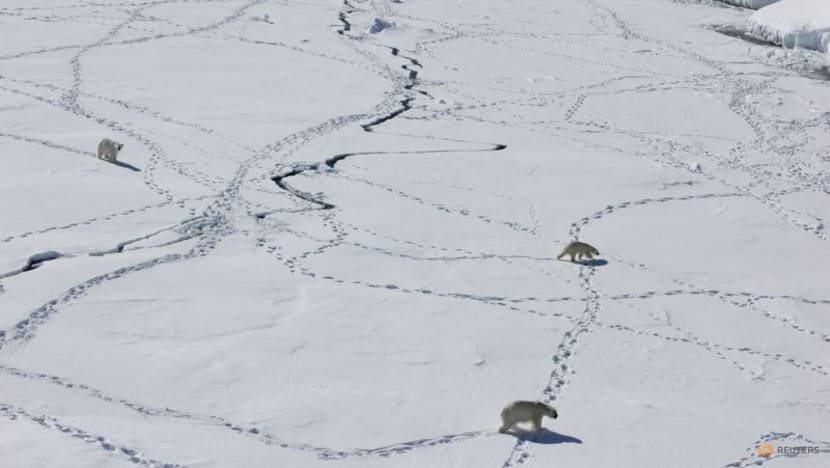 Isolated Greenland polar bear population adapts to climate change
