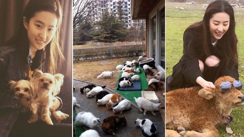 Liu Yifei fosters 30 cats in her backyard