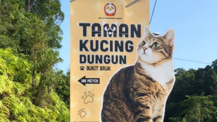 Terengganu buka taman kucing sebagai daya tarikan terbarunya Terengganu buka taman kucing sebagai daya tarikan terbarunya