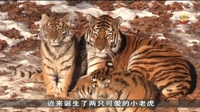 俄罗斯海参崴动物园迎来两只虎宝宝