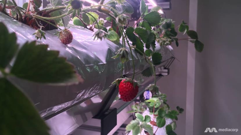More than S$55 million set aside to help agriculture and aquaculture firms innovate More than S$55 million set aside to help agriculture and aquaculture firms innovate