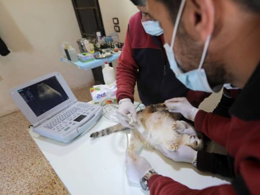 The feeding of the one thousand: Idlib sanctuary offers cats a refuge from war The feeding of the one thousand: Idlib sanctuary offers cats a refuge from war