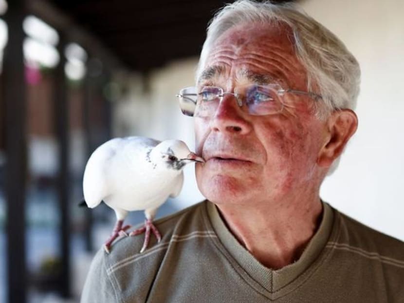 Birdman of Brittany: French pensioner befriends pigeon Birdman of Brittany: French pensioner befriends pigeon