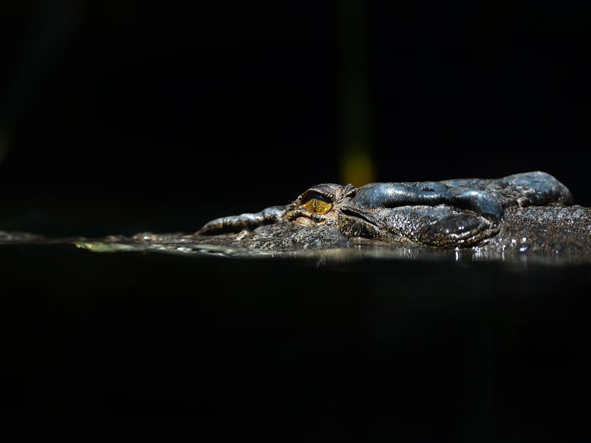 AFP file photo of a crocodile
