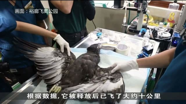 飞禽公园兽医团队 成功为老鹰装上人工羽毛