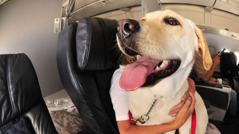 Commentary: Blanket bans on emotional support animals may not be the right move