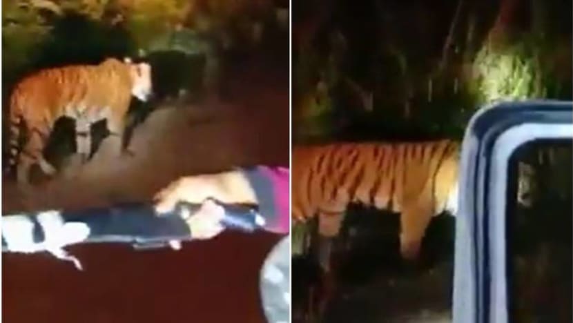 Malayan tiger roaming in Johor found dead Malayan tiger roaming in Johor found dead