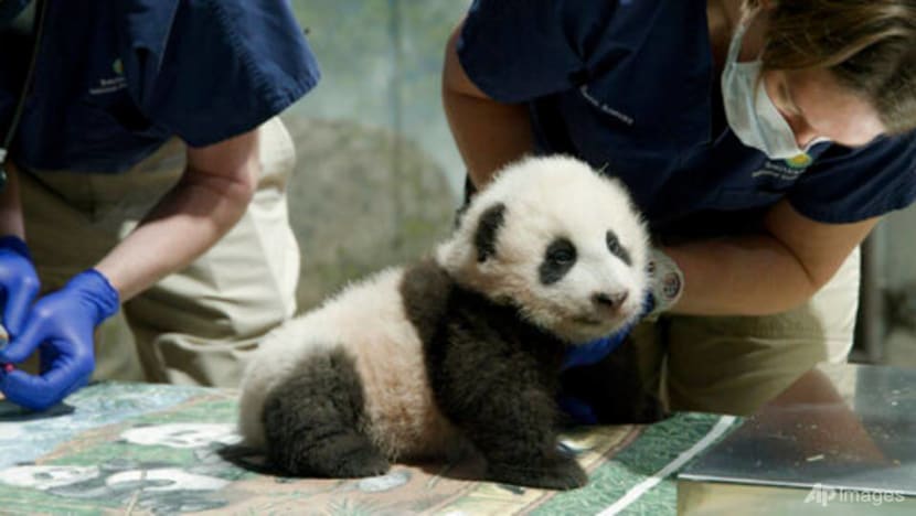 US, China extend giant panda deal by three years US, China extend giant panda deal by three years