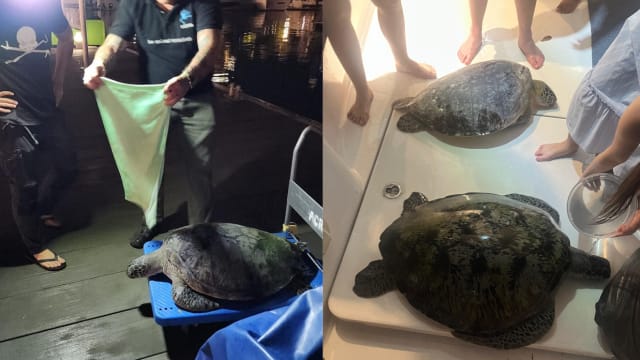 扎鲁斯岛两只获救海龟皆亡 船长：四肢和脖子都被网缠