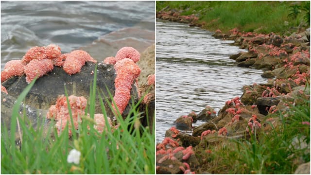 福寿螺大量产卵 蓄水池畔染成一片粉红