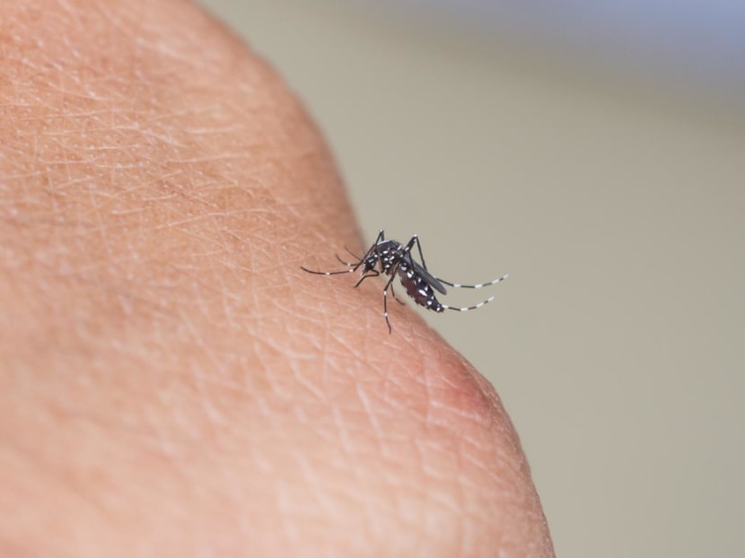 Rising temperatures could increase risk of new infectious diseases in Singapore: Experts Rising temperatures could increase risk of new infectious diseases in Singapore: Experts