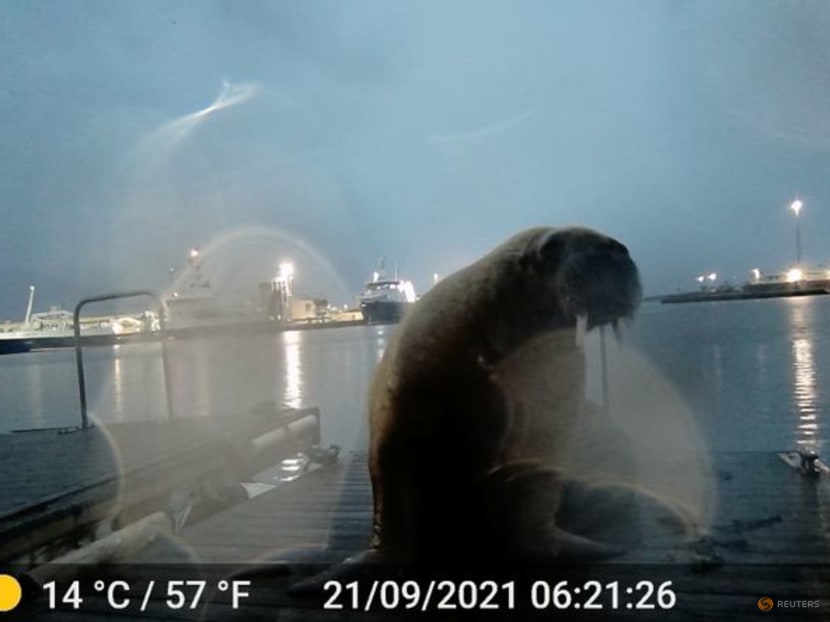 Where's Wally? Wandering celebrity walrus spotted in Iceland Where's Wally? Wandering celebrity walrus spotted in Iceland