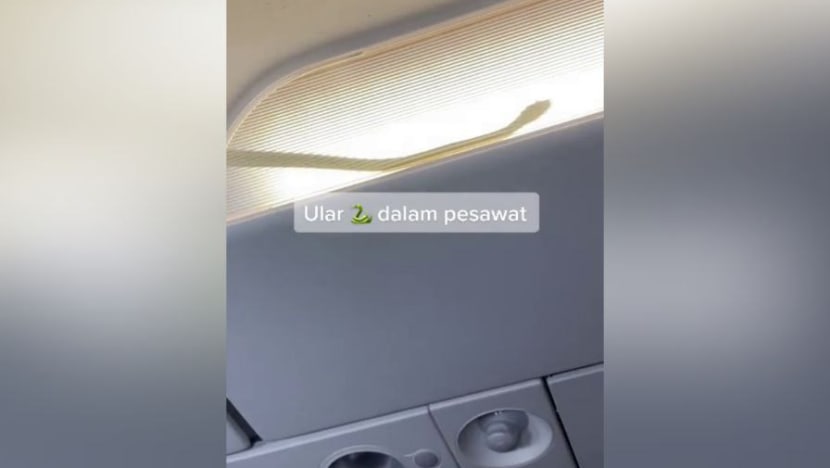 AirAsia flight from KL to Sabah diverted after snake spotted in overhead compartment AirAsia flight from KL to Sabah diverted after snake spotted in overhead compartment