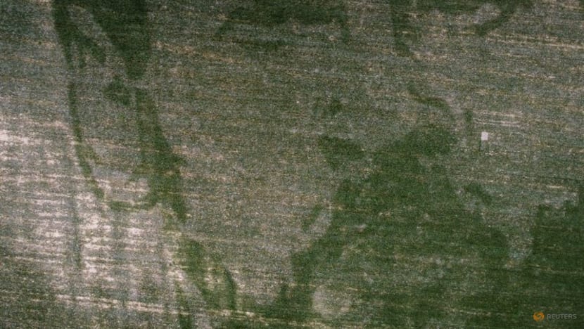 Argentine corn field planted with face of World Cup winner Messi Argentine corn field planted with face of World Cup winner Messi
