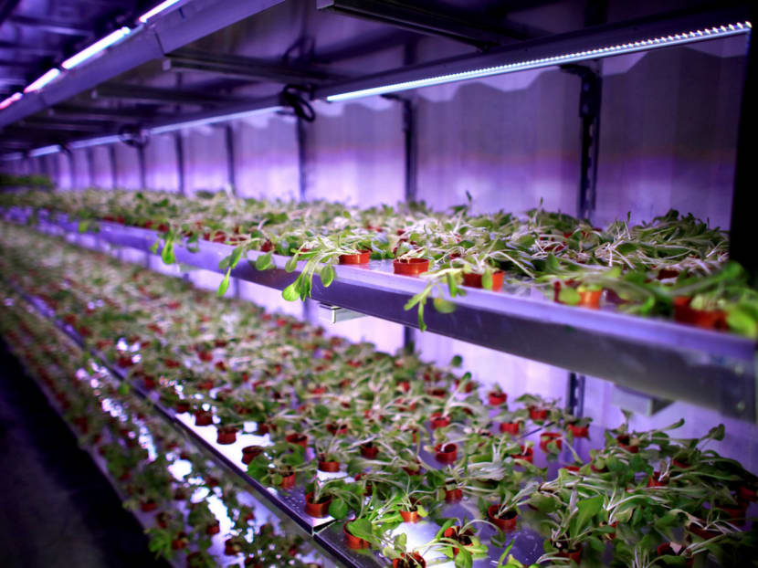 An indoor hydroponic growing system in Singapore. Urban farming is one sub-sector that has seen some ‘new wine’ in the form of indoor farms using fully integrated technology for growing vegetables in controlled environments. Photo: Reuters