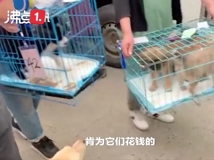 A courier truck full of dying puppies and kittens was recently discovered. A courier truck full of dying puppies and kittens was recently discovered.
