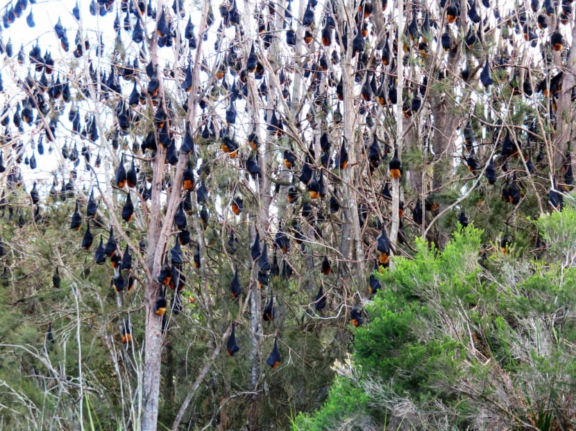 In this May 26, 2016 photo provided by Davida MaChing grey headed flying foxes hang from a tree near Batemans Bay, Australia. Batemans Bay is a picturesque coastal town that always leaves the welcome mat out for tourists. But tens of thousands of visitors of another kind has more than outstayed their welcome - large bats. Photo via AP