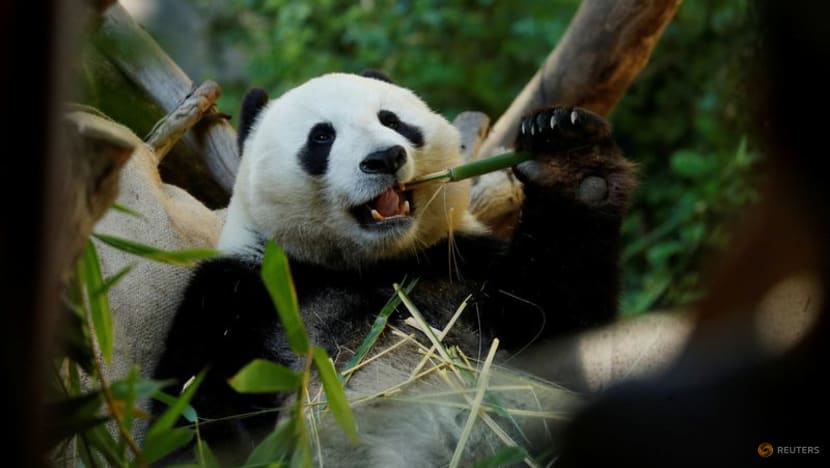 For pandas, it's been two 'thumbs' up for millions of years For pandas, it's been two 'thumbs' up for millions of years