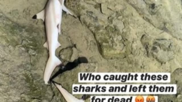 网民报称圣约翰岛发现小鲨鱼尸体 保育组织吁公众提供资料