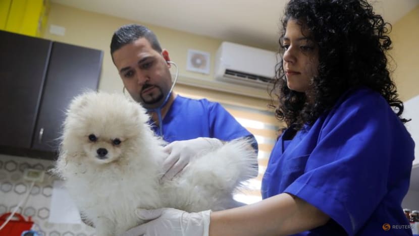 Pets enjoy some pampering in Palestinian clinic Pets enjoy some pampering in Palestinian clinic
