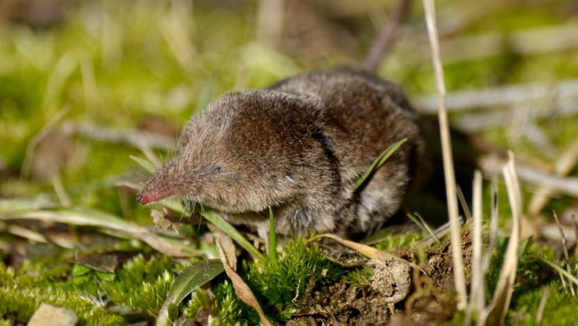 New Langya virus infects 35 people in eastern China; likely transmitted from shrews New Langya virus infects 35 people in eastern China; likely transmitted from shrews