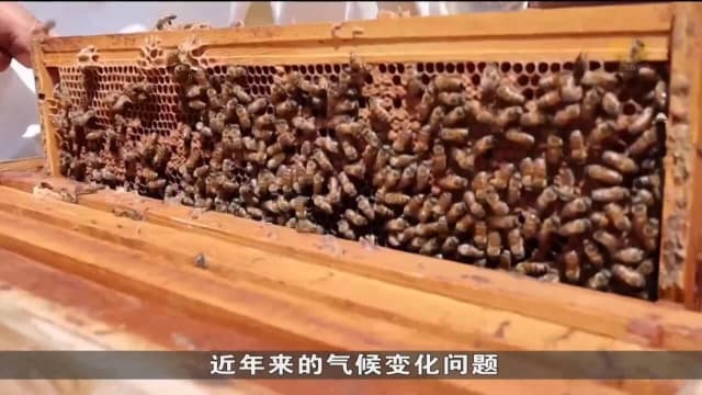 气候问题影响蜜蜂生产力 危及伊拉克养蜂人生计