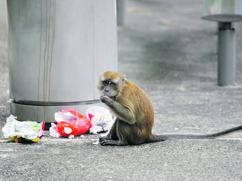 Even if houses are far away from forested areas, monkeys would go looking for food when they cannot find enough in the forest. TODAY file photo