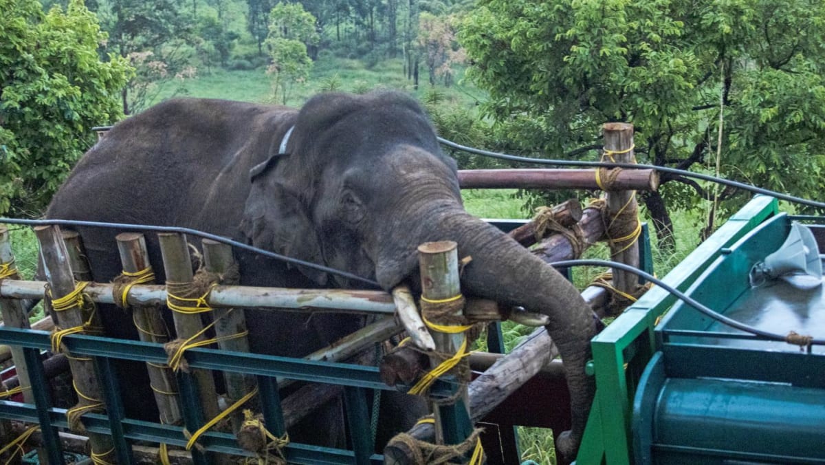 India captures rice-raiding elephant after six killed
