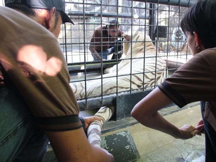 Ageing white tiger Omar undergoes health check