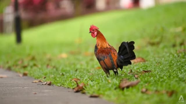 公园局澄清 常在白沙公园一带出没野鸡仅约50只