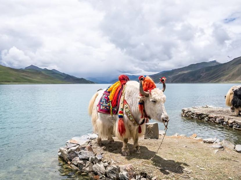 Tibetan adventures: From crystal lakes to a glimpse of Mount Everest Tibetan adventures: From crystal lakes to a glimpse of Mount Everest