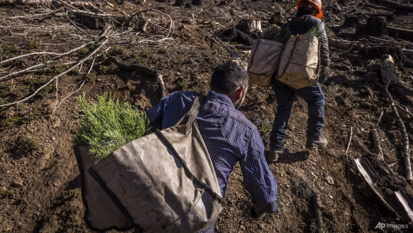 US to plant more trees as climate change kills off forests