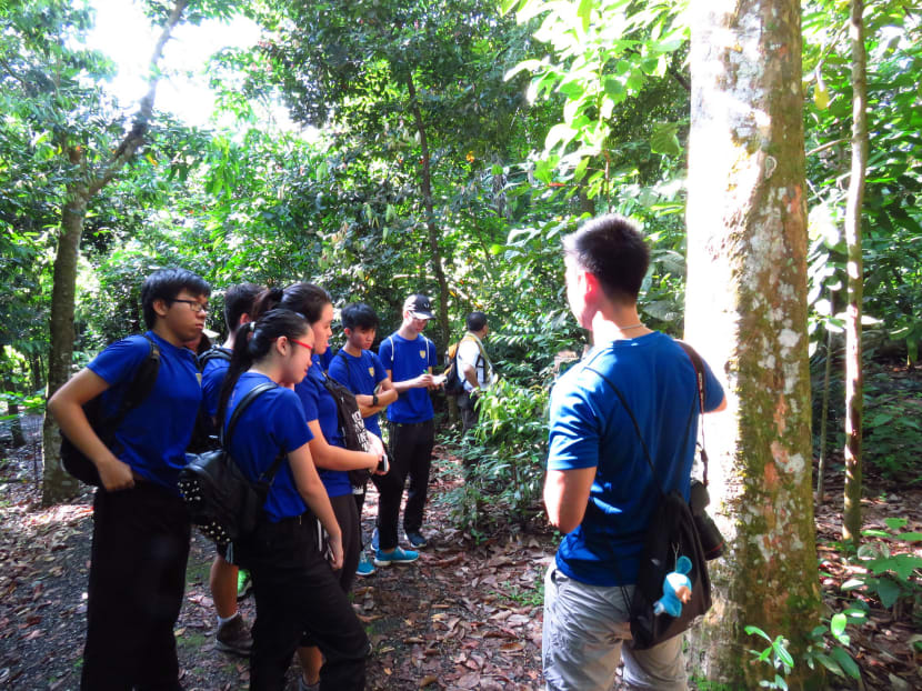 File photo of students attending a Love Our MacRitchie Forest walk. Photo: NUS Toddycats/Lee Kong Chian Natural History Museum