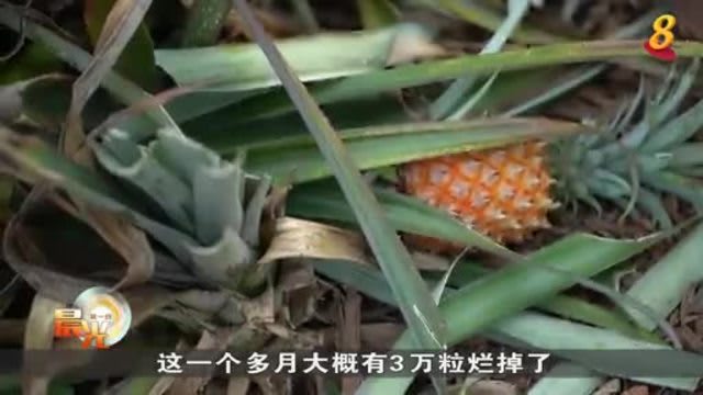 晨光|着眼天下：马国黄梨业者另辟蹊径缓解销路困境
