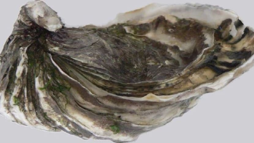 SFA tarik balik tiram mentah siap dimakan Pacific dari Australia Selatan disebabkan pencemaran