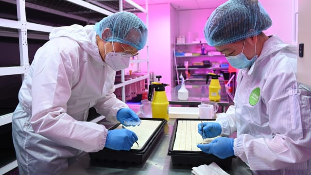 当局推出新计划 两年内助百人转入农业领域