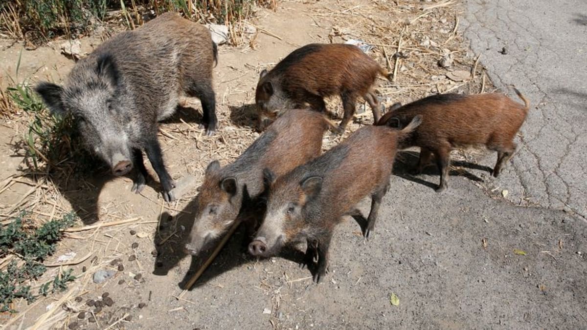 Italia melarang perburuan, kegiatan lain di daerah yang terkena demam babi