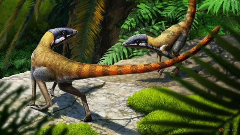 Puny critter shows humble beginnings of magnificent flying reptiles Puny critter shows humble beginnings of magnificent flying reptiles