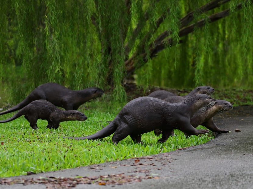 A bevy of smooth-coated otters frolicking at the Gardens by the Bay on January 3, 2022 in Singapore. 