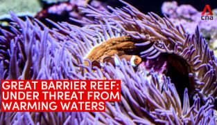 The Great Barrier Reef is under threat from climate change | Video