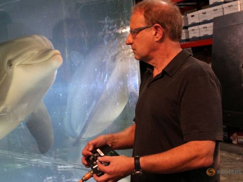 The robot dolphin that could replace captive animals at theme parks one day The robot dolphin that could replace captive animals at theme parks one day
